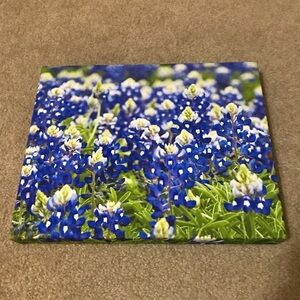 11” c 14” Canvas Print of Bluebonnets